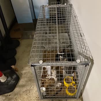 Mavibahçe AVM’de Hayvanlara Yönelik İhmal Ve Duyarsızlık