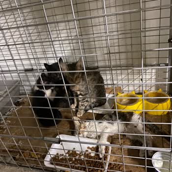 Mavibahçe AVM’de Hayvanlara Yönelik İhmal Ve Duyarsızlık