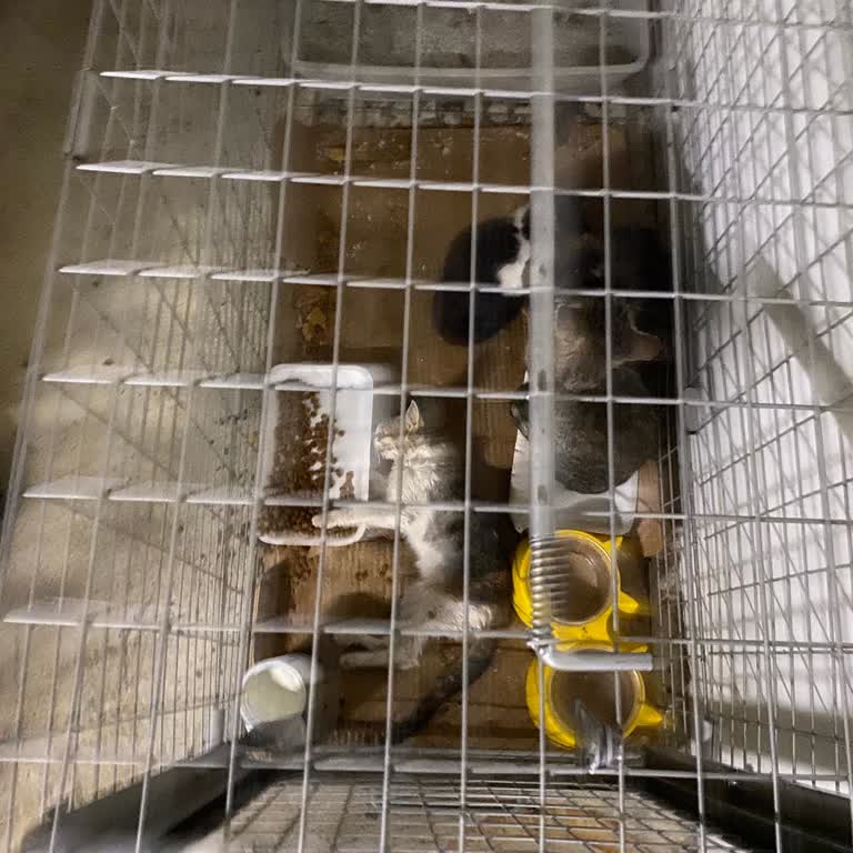 Mavibahçe AVM’de Hayvanlara Yönelik İhmal Ve Duyarsızlık