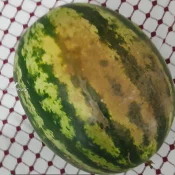 Şok Marketler Bozuk Karpuz Göndermiş!