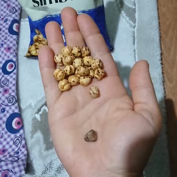 Simbat Leblebiden Taş Çıktı Dişim Kırıldı