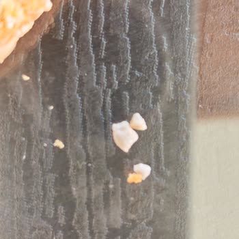 Aldığım Ekmekten Taş Çıktı, Dişim Zarar Gördü