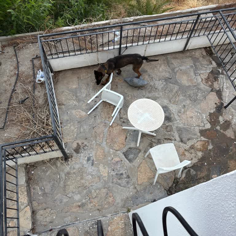 Otelin Balkonunda Bağlı Hayvan Rahatsızlığı