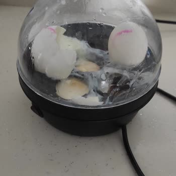 Yumurta Kalitesizliği Ve Sürekli Patlama Sorunu