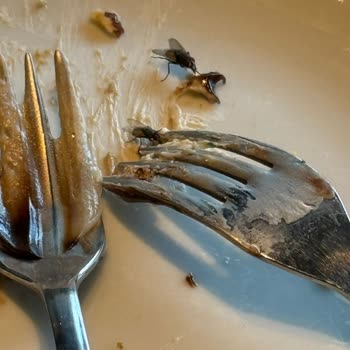 Starbucks Sürekli Sinek Sorunu Müşteri Deneyimini Olumsuz Etkiliyor