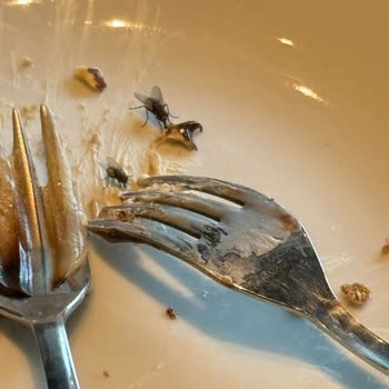 Starbucks Sürekli Sinek Sorunu Müşteri Deneyimini Olumsuz Etkiliyor