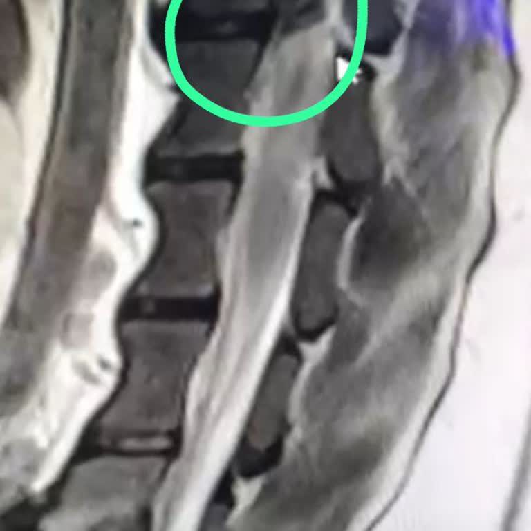 Medikavet Hayvan Hastanesi Aynı Ücrete Kalitesiz MR Sonucu Mağduriyet Yaşadım