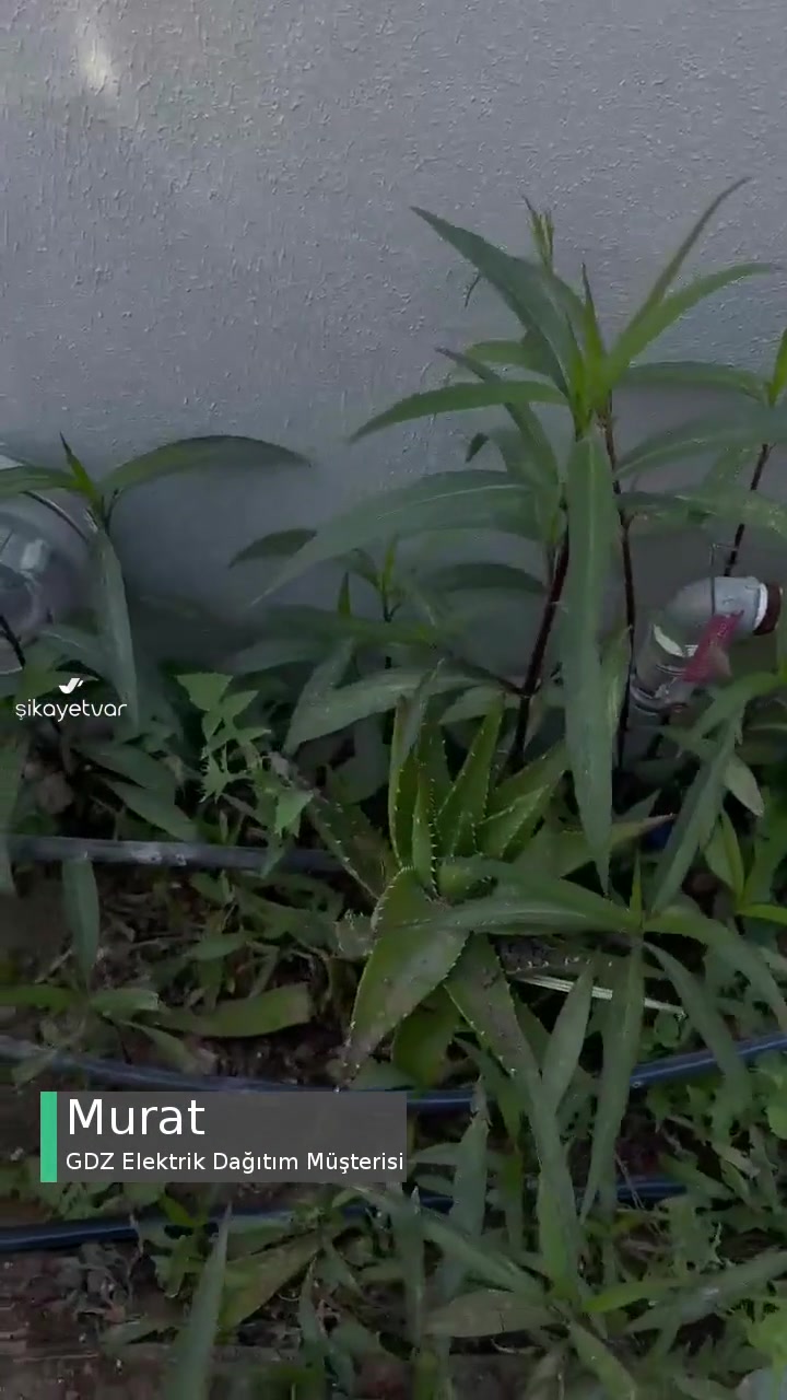 Gdz Elektrik Dağıtım Gediz Yaz Ortası Ölüm Tehlikeli İş Yapması videonun kapak resmi