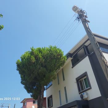 İzmir Büyükşehir Belediyesi Çam Ağacı Elektrik Tellerine Temas Ediyor, Yangın Riski Oluşturuyor!