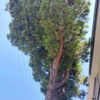 İzmir Büyükşehir Belediyesi Çam Ağacı Elektrik Tellerine Temas Ediyor, Yangın Riski Oluşturuyor!