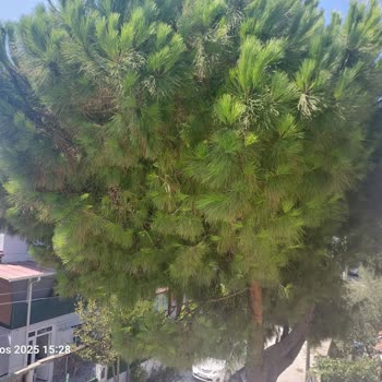 İzmir Büyükşehir Belediyesi Çam Ağacı Elektrik Tellerine Temas Ediyor, Yangın Riski Oluşturuyor!