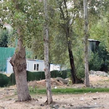 Gece Gündüz Havlayan Köpek Nedeniyle Uykusuz Kalan Mahalle Sakinleri