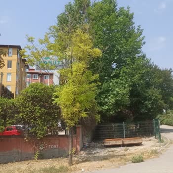 Başıboş Köpekler Ve Besleme Noktaları Güvenliği Tehdit Ediyor