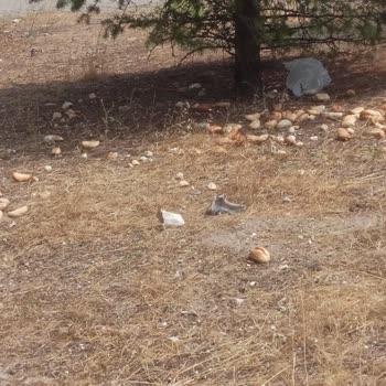 Başıboş Köpekler Ve Besleme Noktaları Güvenliği Tehdit Ediyor