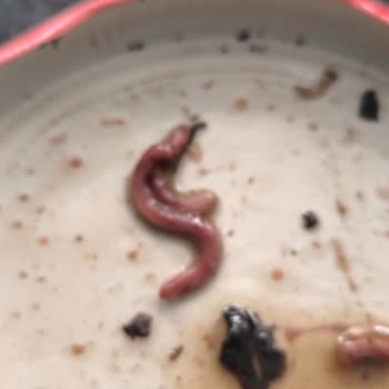 Zeytin Şişesinden Solucan Çıktı, Sağlığımız Tehlikeye Girdi