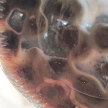 Zeytin Şişesinden Solucan Çıktı, Sağlığımız Tehlikeye Girdi