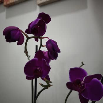 Çiçek Sepeti Doğum Günü İçin Gelen Orkide Solmuş Ve Dökülmüş Halde Teslim Edildi