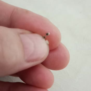 Hazır Makarna Ürününde Yabancı Madde Tespiti ve Güven Sorunu