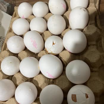 Migros'tan Aldığım Bozuk Ürünlerin İadesi Gerçekleşmiyor