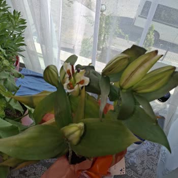 Taze Çiçek | Tazecicek.com Geciken Ve Solmuş Çiçekle Hayal Kırıklığı