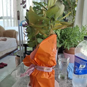 Taze Çiçek | Tazecicek.com Geciken Ve Solmuş Çiçekle Hayal Kırıklığı