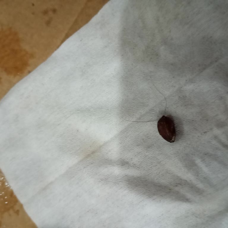 Sipariş Edilen Pizzadan Zeytin Çekirdeği Ve Kıl Çıkması