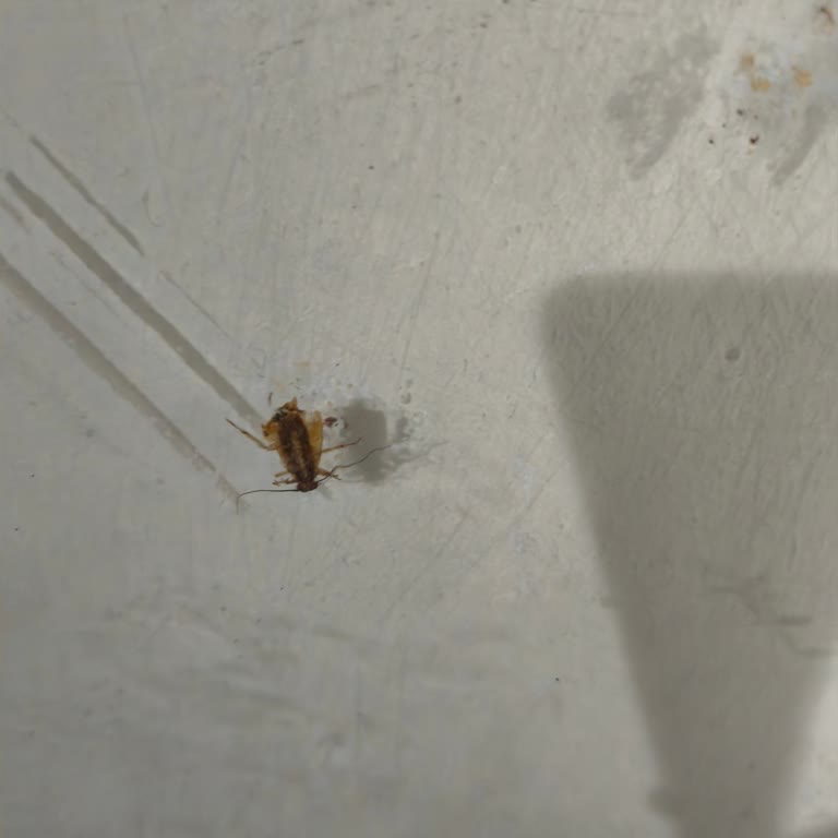 Akgünler İle Kıbrıs Yolculuğunda Temizlik Ve Zamanlama Sorunları