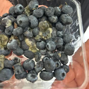 Marketlerde Satılan Bozuk ve Küflü Ürünler Hakkında Şikayet