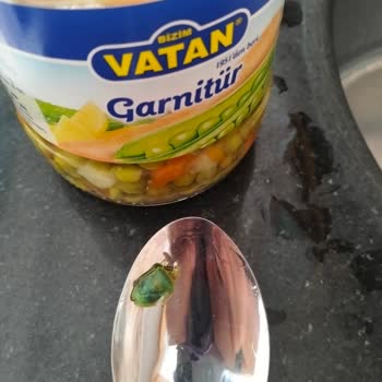 Aldığım Garnitür Kutusundan Böcek Çıktı, Sağlığımız Tehlikedeydi!