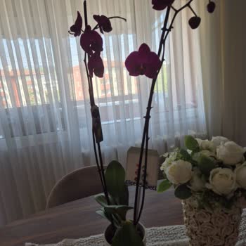 Teslim Edilen Ürün Görseldekinden Farklı Ve İade Alınmıyor