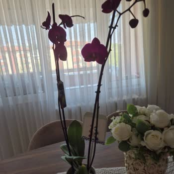 Teslim Edilen Ürün Görseldekinden Farklı Ve İade Alınmıyor