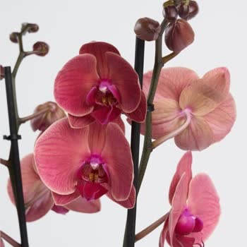 Yanlış Renk Orkide Gönderimi Ve İade/Değişim Sorunu