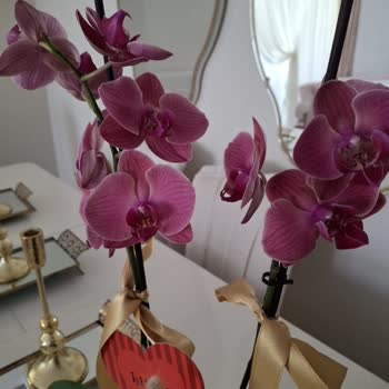 Yanlış Renk Orkide Gönderimi Ve İade/Değişim Sorunu