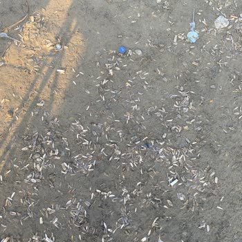 Karataş Halk Plajı’nda Hizmet Yok, Çöp Çok!