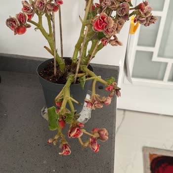 Çürümüş Ve Kuruyan Begonya Siparişi, Yetersiz Müşteri Hizmetleri