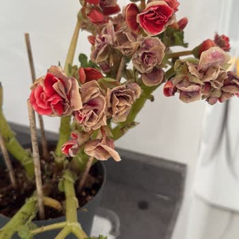 Çürümüş Ve Kuruyan Begonya Siparişi, Yetersiz Müşteri Hizmetleri