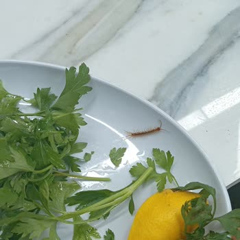 Yemekte Böcek Şoku Ve Yetersiz Telafi