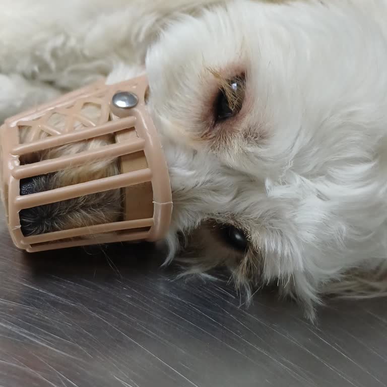 Yenimahalle Veteriner Kliniği Köpeğime Yanlış Tedavi Uyguladı