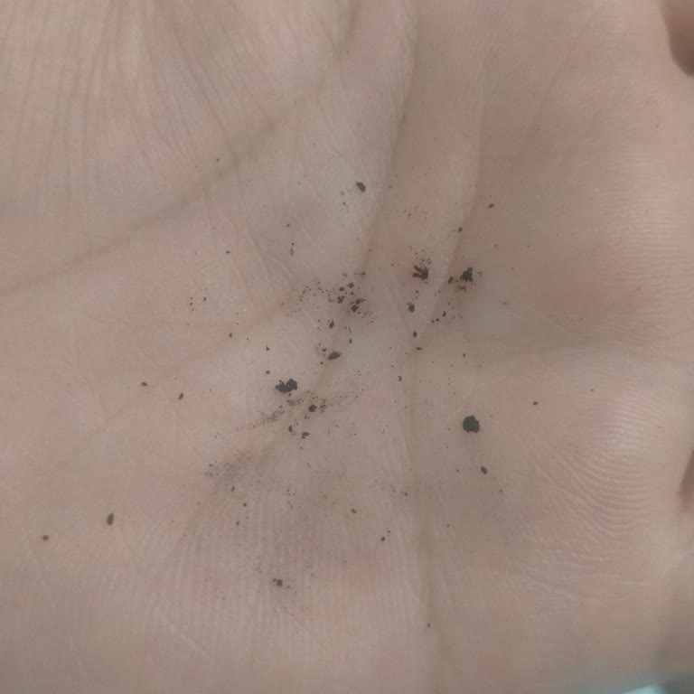 Çaykur Tiryaki Çayında Kömürleşmiş Çay Taneleri Şikayeti