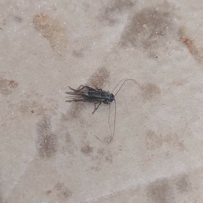 Pizza Siparişimde Böcek Çıkması Nedeniyle Yaşadığım Hijyen Sorunu