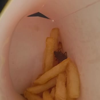 Siparişimde Böcek Çıkması Ve Yetersiz Müşteri Hizmeti