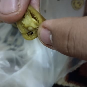 Geç Teslimat, Kötü Lezzet Ve Hijyen Sorunları Nedeniyle Mağduriyet Yaşadım