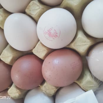 Gizova Gıda İle Yaşadığım Sorunlar