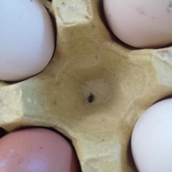 Gizova Gıda İle Yaşadığım Sorunlar