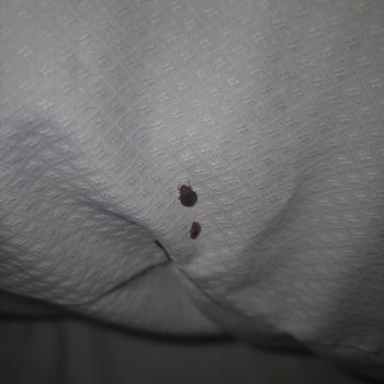 I Was Attacked by Bed Bugs in a Berlin Booking.com Rental and Only Got 30% Refund