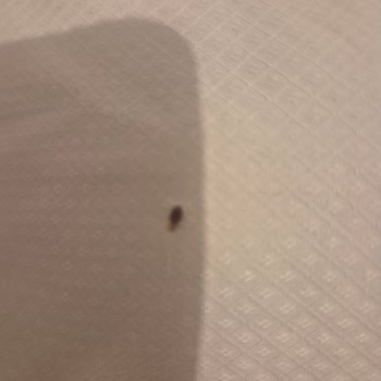 I Was Attacked by Bed Bugs in a Berlin Booking.com Rental and Only Got 30% Refund