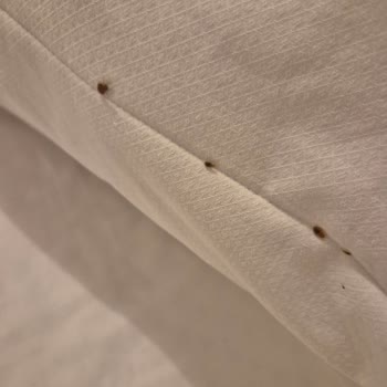 I Was Attacked by Bed Bugs in a Berlin Booking.com Rental and Only Got 30% Refund