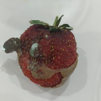 Küflü Pasta Ve İletişim Sorunu: Akca Pastanesi Kepenek Şubesi Hayal Kırıklığı