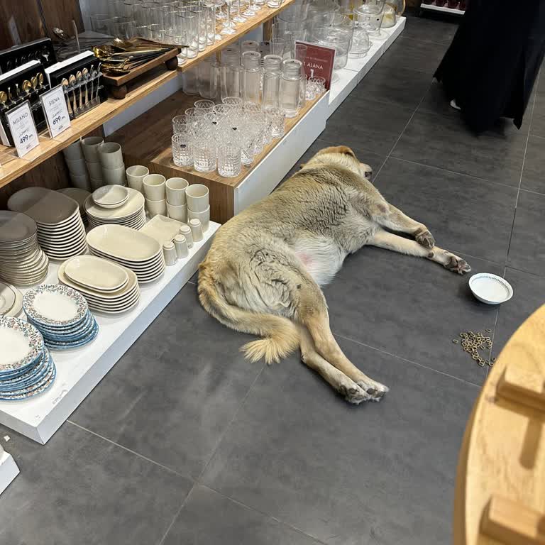 Mağazada Köpeğin Bulunması Hijyen Açısından Rahatsız Edici