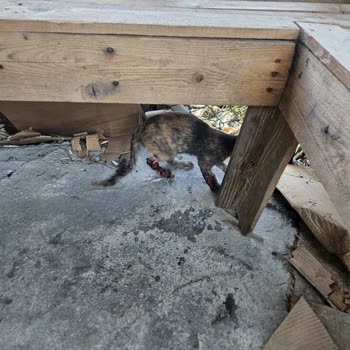 İstanbul Üniversitesi Veterinerlik Fakültesi Acil Serviste İlgisizlik Ve Deneyimsizlik